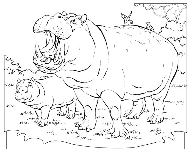 Dessin à colorier: Hippopotame (Animaux) #8690 - Coloriages à Imprimer Gratuits