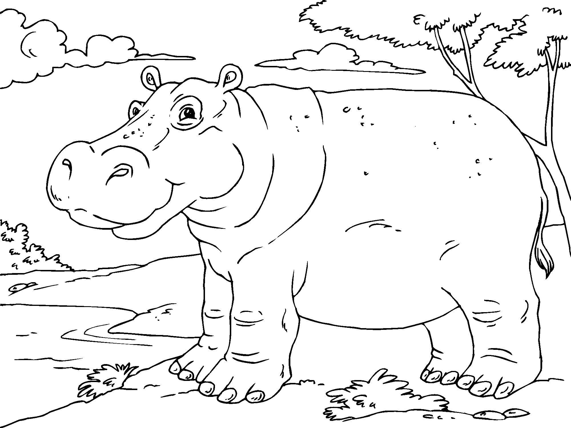 Dessin à colorier: Hippopotame (Animaux) #8735 - Coloriages à Imprimer Gratuits