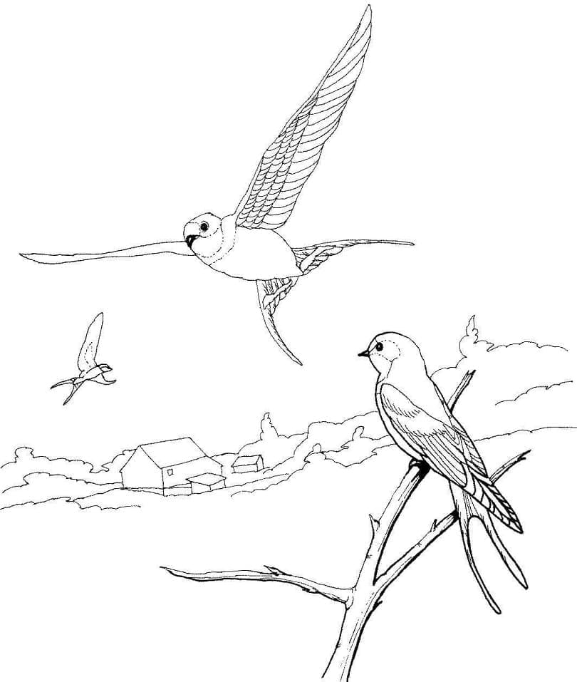 Coloriage gratuit Hirondelle #210271 de la collection Animaux à imprimer