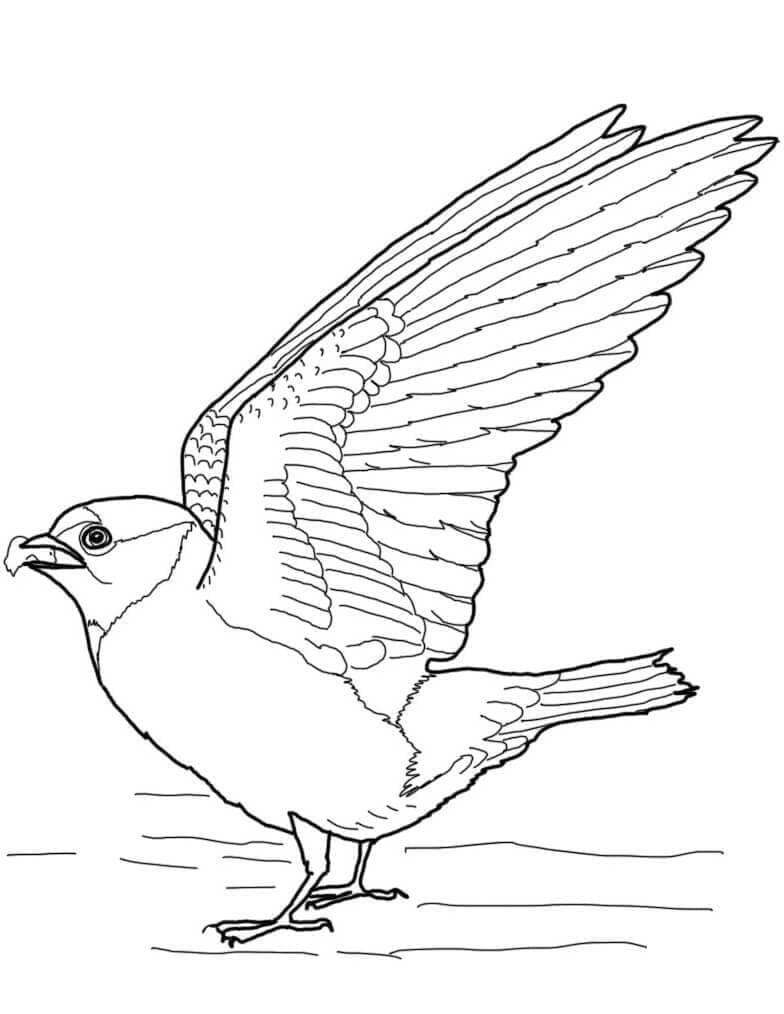Coloriage gratuit Hirondelle #210274 de la collection Animaux à imprimer