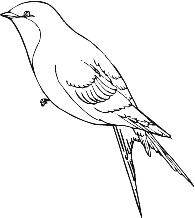 Coloriage gratuit Hirondelle #210276 de la collection Animaux à imprimer