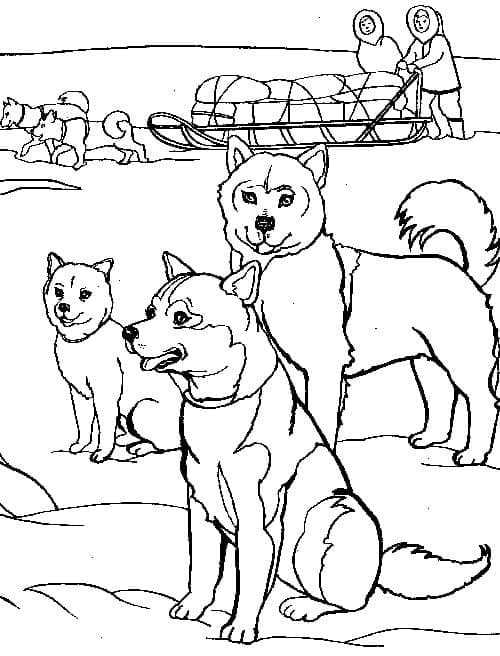 Dessin à colorier: Husky (Animaux) #189112 - Coloriages à Imprimer Gratuits