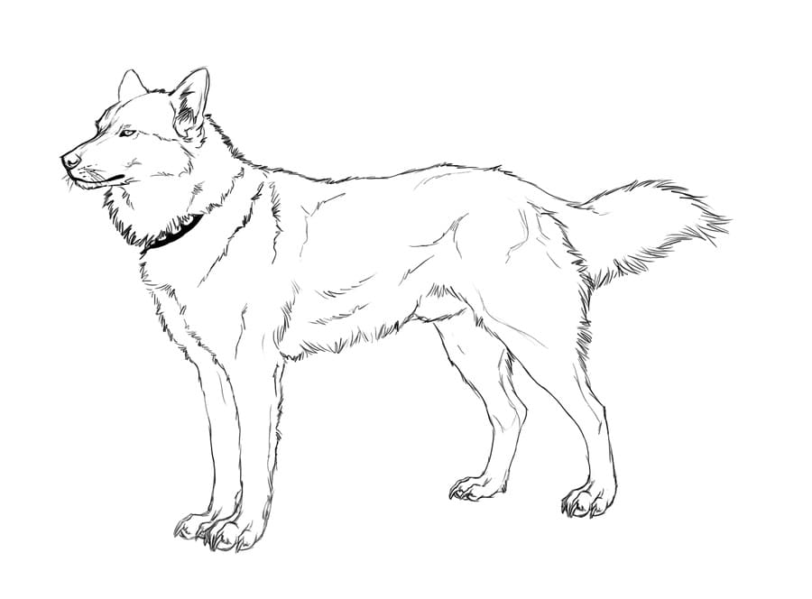 Dessin à colorier Husky #189123 issu de la collection Animaux, prêt à imprimer