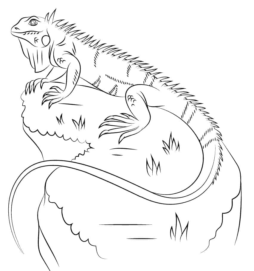 Illustration au trait Iguane #188799 de la collection Animaux à colorier gratuitement