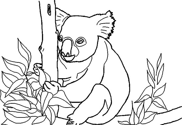 Dessin à colorier: Koala (Animaux) #9456 - Coloriages à Imprimer Gratuits