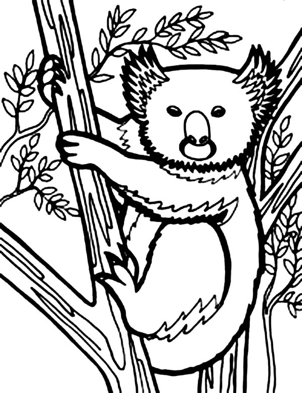 Dessin à colorier: Koala (Animaux) #9467 - Coloriages à Imprimer Gratuits