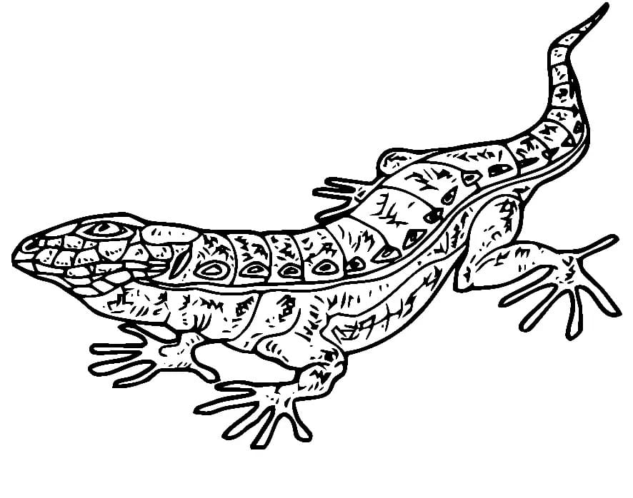 Dessin à colorier: Lézard (Animaux) #179649 - Coloriages à Imprimer Gratuits