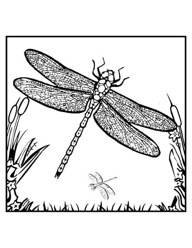 Coloriage gratuit Libellule #196555 de la collection Animaux à imprimer