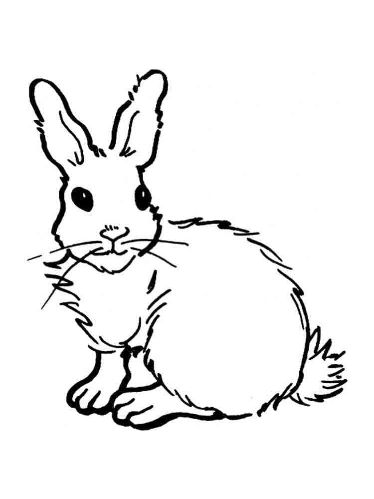 Coloriage gratuit pour enfants et adultes Lièvre #209019, collection Animaux