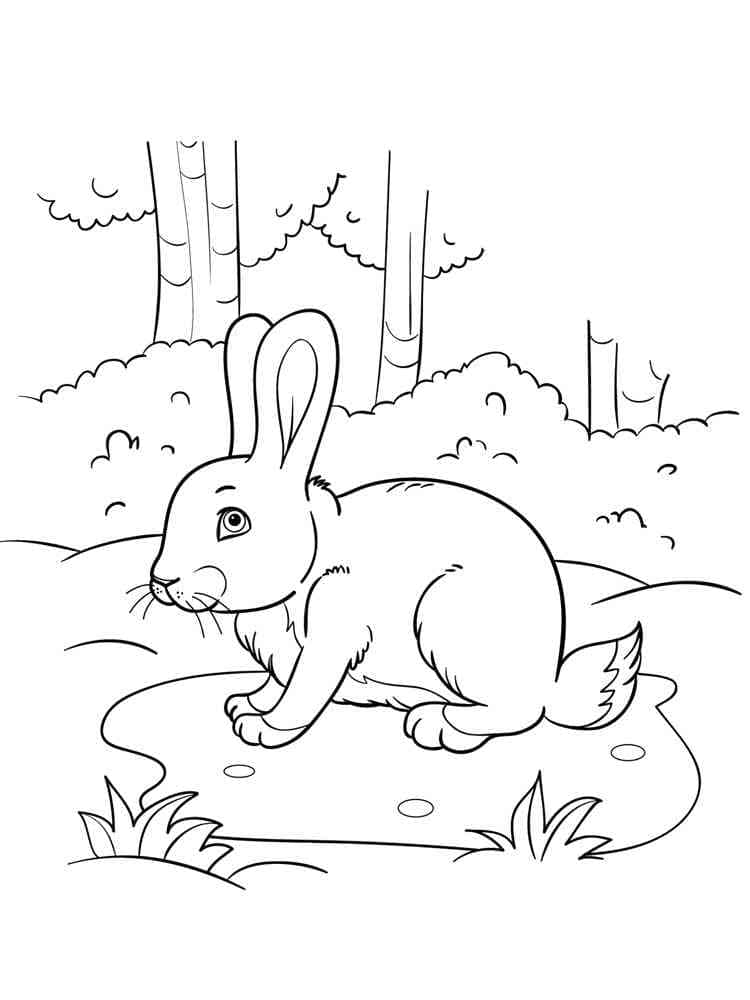 Coloriage gratuit Lièvre #209033 de la collection Animaux à imprimer Coloriage gratuit Lièvre #209033 de la collection Animaux à imprimer