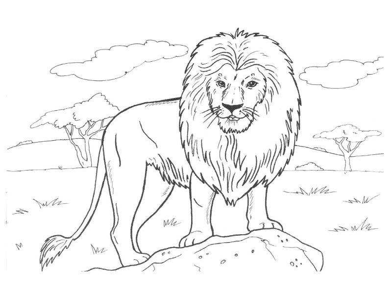 Dessin à colorier: Lion (Animaux) #10379 - Coloriages à Imprimer Gratuits