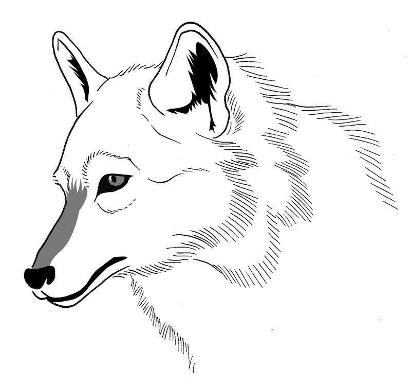 Dessin Loup #10528 (Animaux) à colorier – Coloriages à imprimer