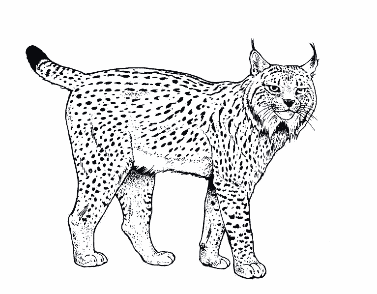 Dessin à colorier: Lynx (Animaux) #10789 - Coloriages à Imprimer Gratuits