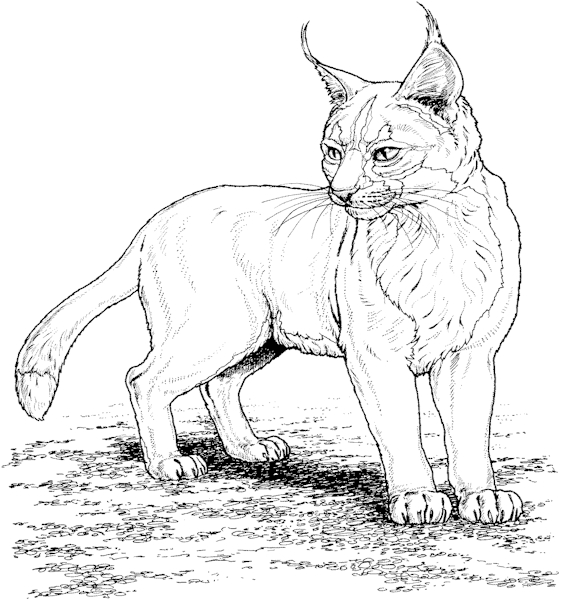Dessin à colorier: Lynx (Animaux) #10790 - Coloriages à Imprimer Gratuits
