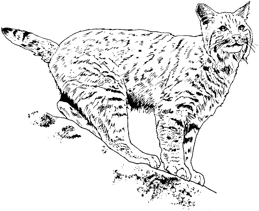 Dessin à colorier: Lynx (Animaux) #10794 - Coloriages à Imprimer Gratuits