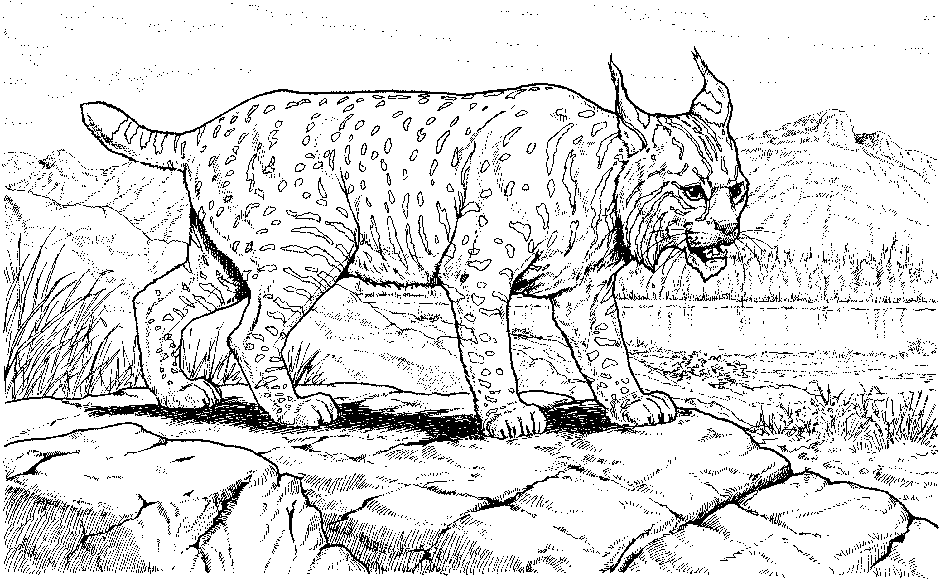 Dessin à colorier: Lynx (Animaux) #10796 - Coloriages à Imprimer Gratuits
