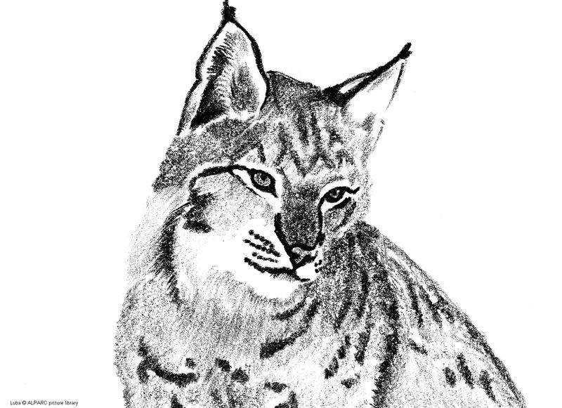 Dessin à colorier: Lynx (Animaux) #10797 - Coloriages à Imprimer Gratuits