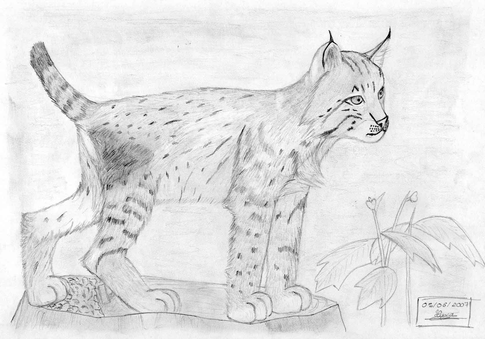 Coloriage Lynx #10801 (Animaux) – Dessin à colorier – Coloriages à imprimer