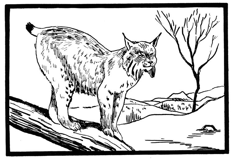 Dessin à colorier: Lynx (Animaux) #10805 - Coloriages à Imprimer Gratuits