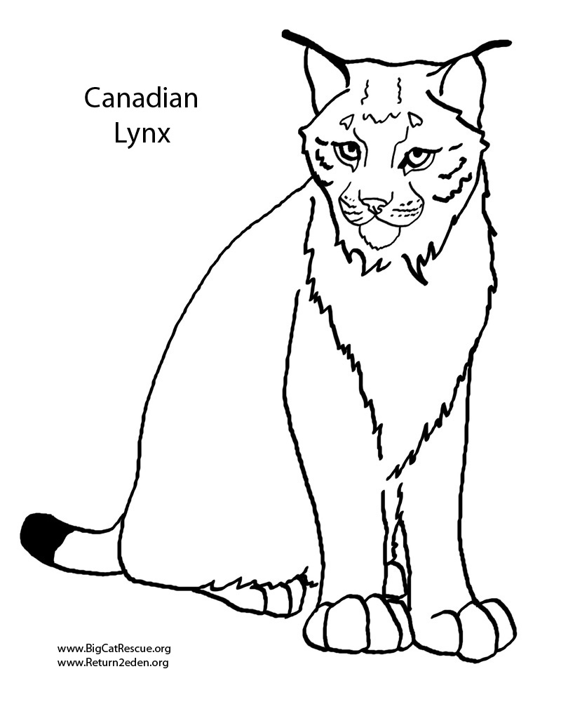 Dessin à colorier: Lynx (Animaux) #10808 - Coloriages à Imprimer Gratuits