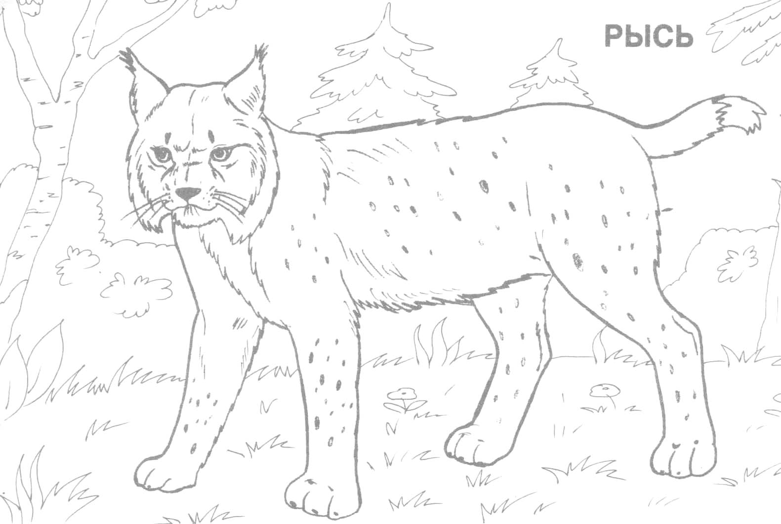 Dessin à colorier: Lynx (Animaux) #10811 - Coloriages à Imprimer Gratuits