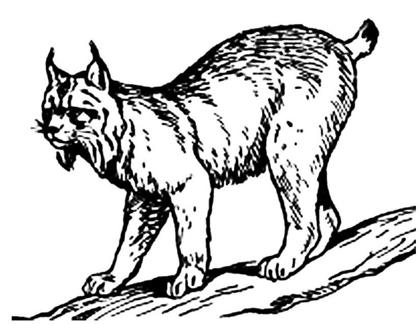 Dessin à colorier: Lynx (Animaux) #10812 - Coloriages à Imprimer Gratuits