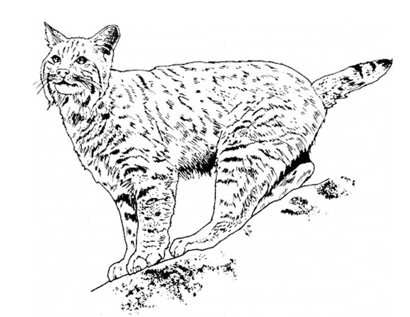 Dessin à colorier: Lynx (Animaux) #10818 - Coloriages à Imprimer Gratuits