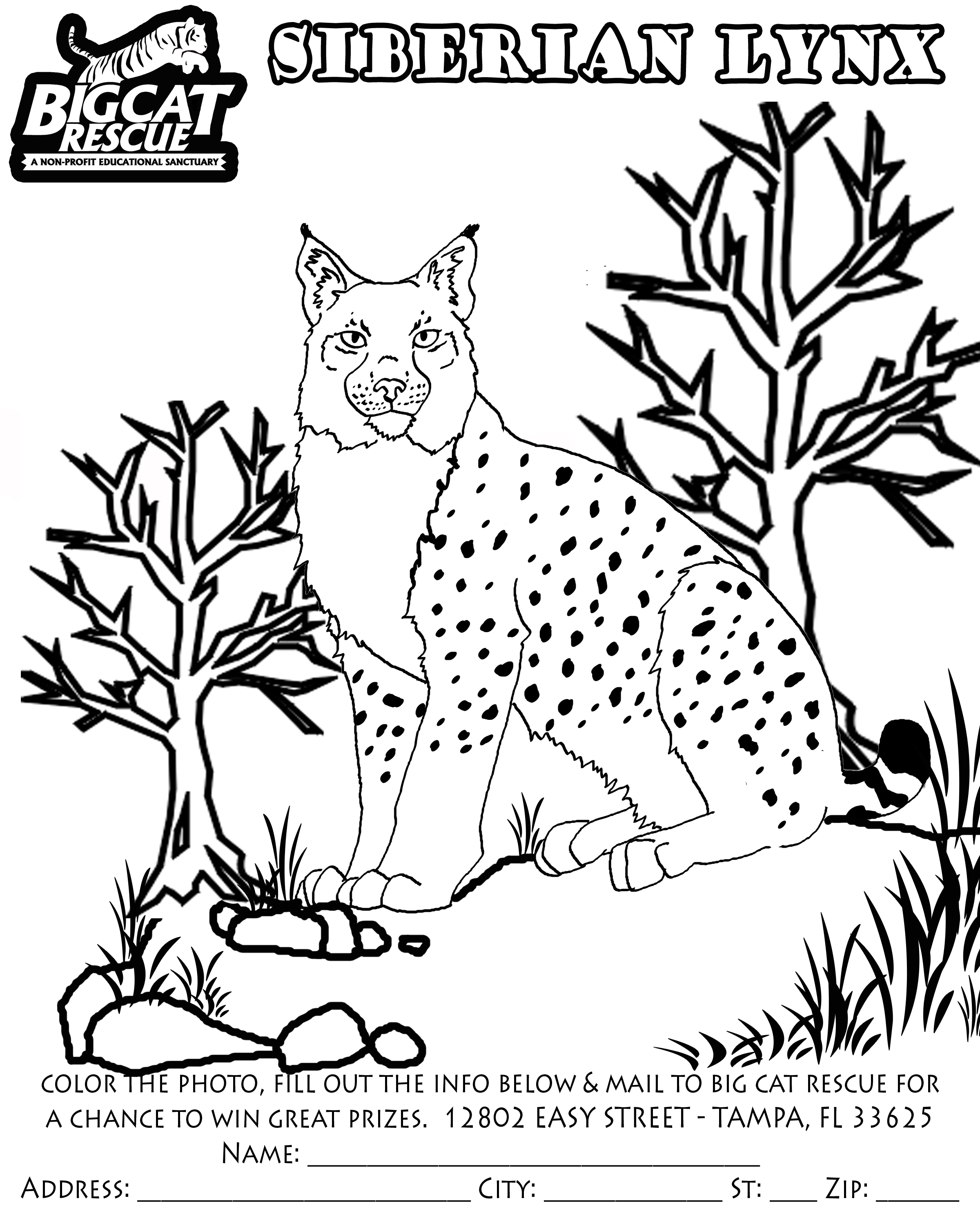 Dessin à colorier: Lynx (Animaux) #10848 - Coloriages à Imprimer Gratuits