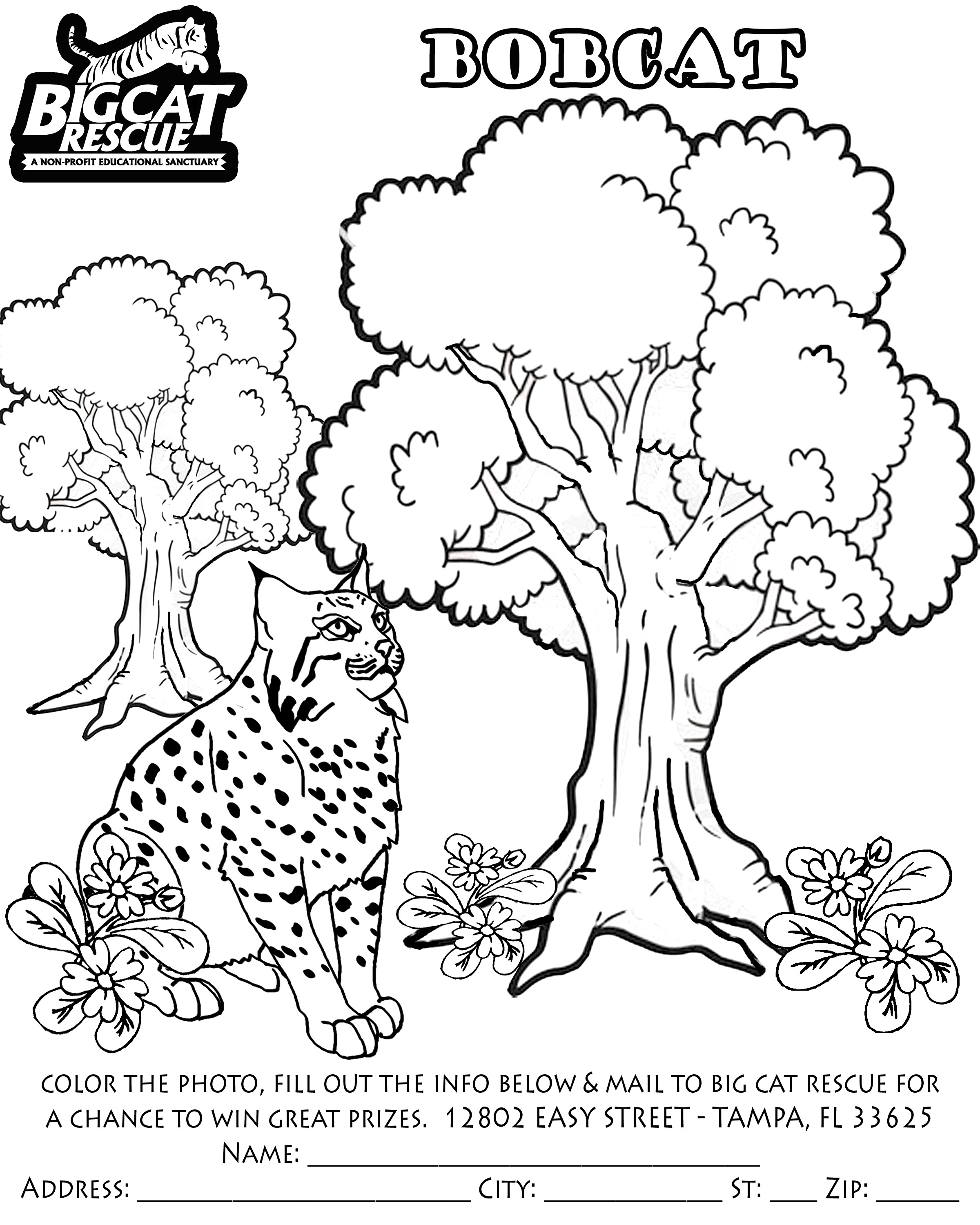 Dessin à colorier: Lynx (Animaux) #10861 - Coloriages à Imprimer Gratuits