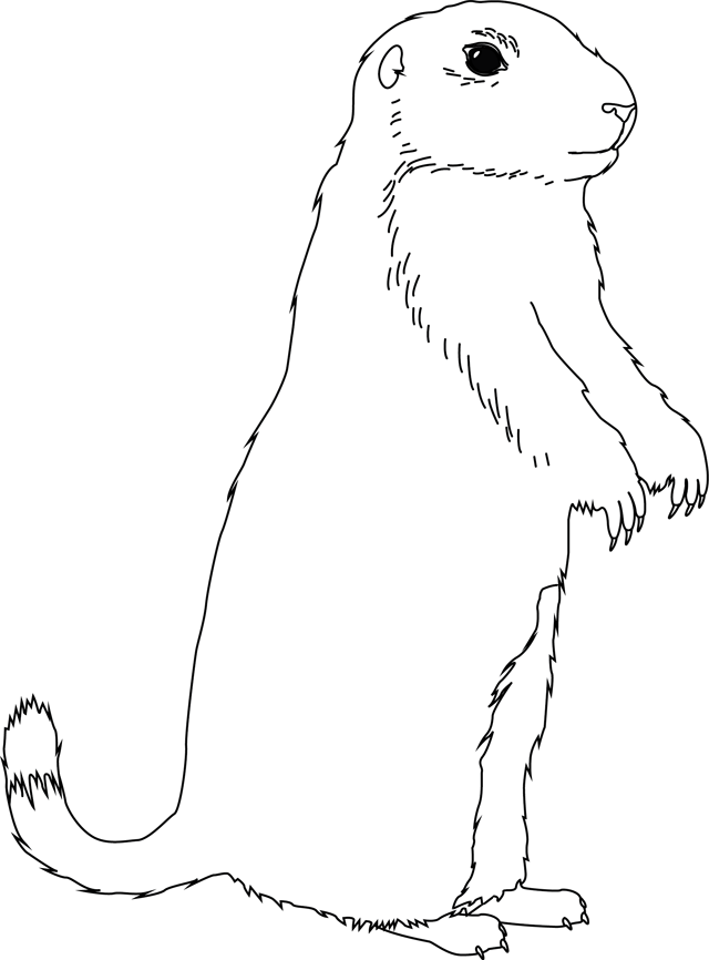 Dessin à colorier: Marmotte (Animaux) #10889 - Coloriages à Imprimer Gratuits
