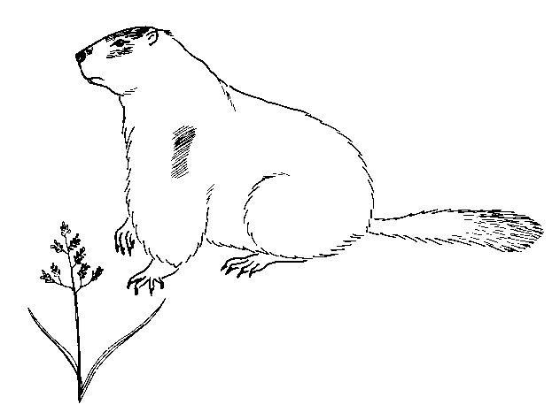 Dessin à colorier: Marmotte (Animaux) #10897 - Coloriages à Imprimer Gratuits