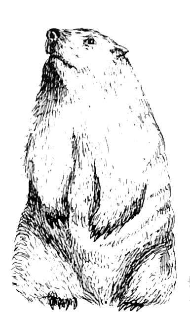Dessin à colorier: Marmotte (Animaux) #10910 - Coloriages à Imprimer Gratuits