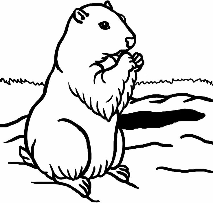Dessin à colorier: Marmotte (Animaux) #10955 - Coloriages à Imprimer Gratuits