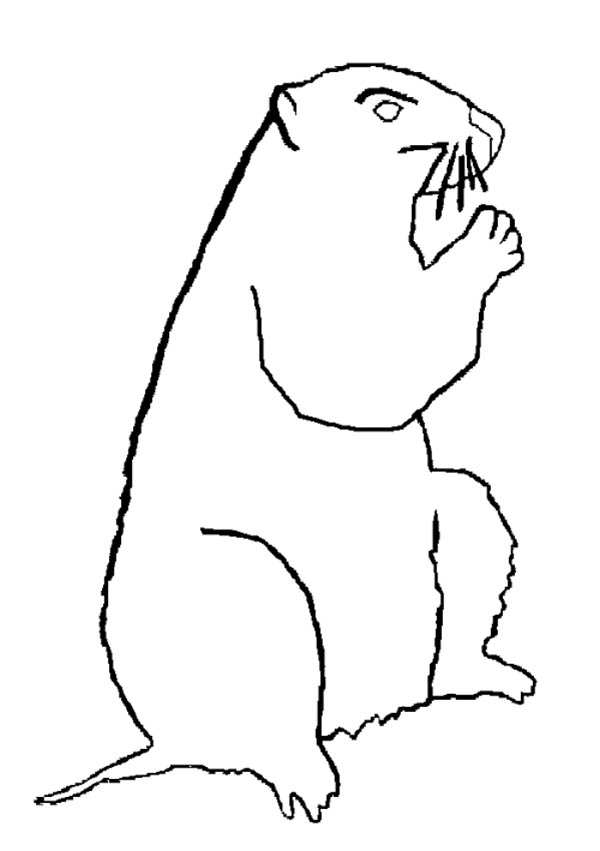 Dessin à colorier: Marmotte (Animaux) #10960 - Coloriages à Imprimer Gratuits