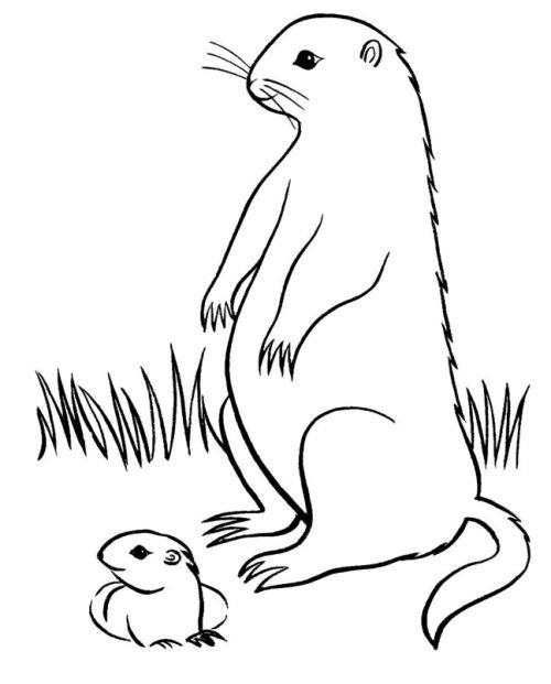 Dessin à colorier: Marmotte (Animaux) #10978 - Coloriages à Imprimer Gratuits