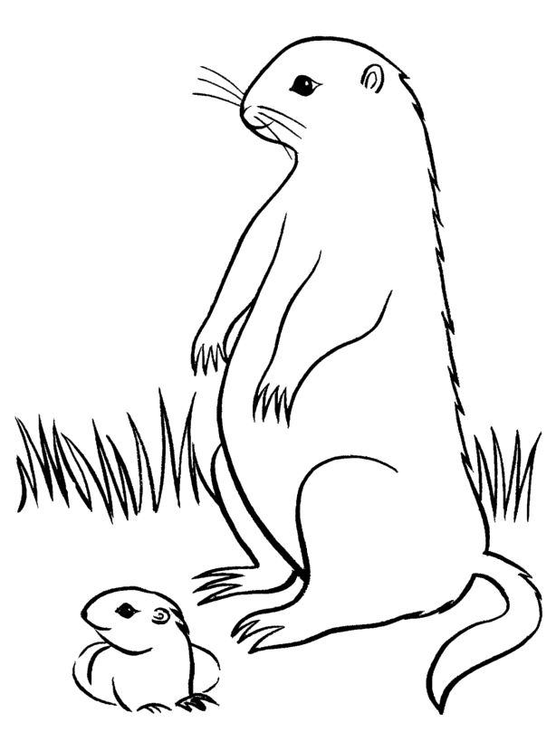 Dessin à colorier: Marmotte (Animaux) #10999 - Coloriages à Imprimer Gratuits