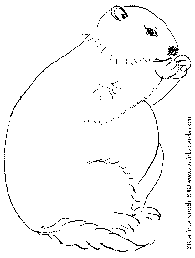 Dessin à colorier: Marmotte (Animaux) #11073 - Coloriages à Imprimer Gratuits