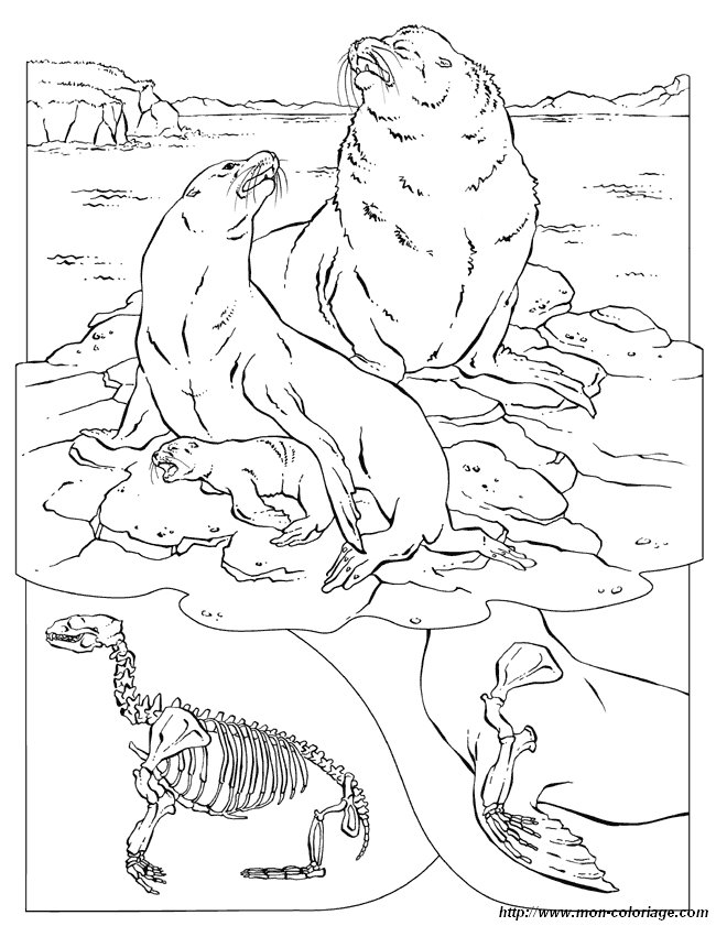 Dessin à colorier: Morse (Animaux) #16606 - Coloriages à Imprimer Gratuits