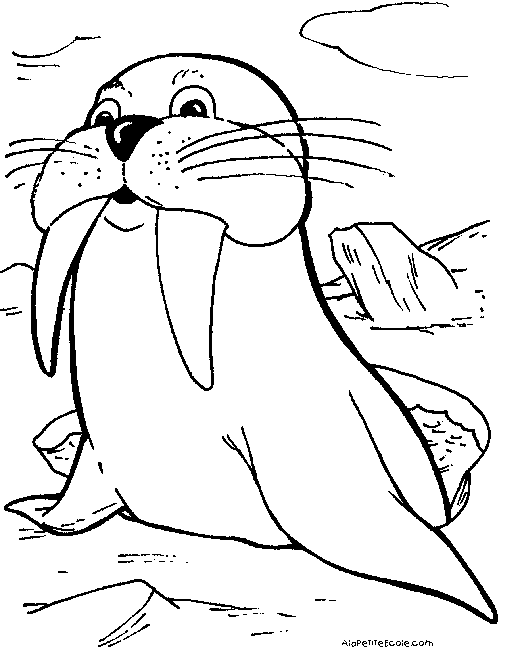 Dessin à colorier: Morse (Animaux) #16612 - Coloriages à Imprimer Gratuits