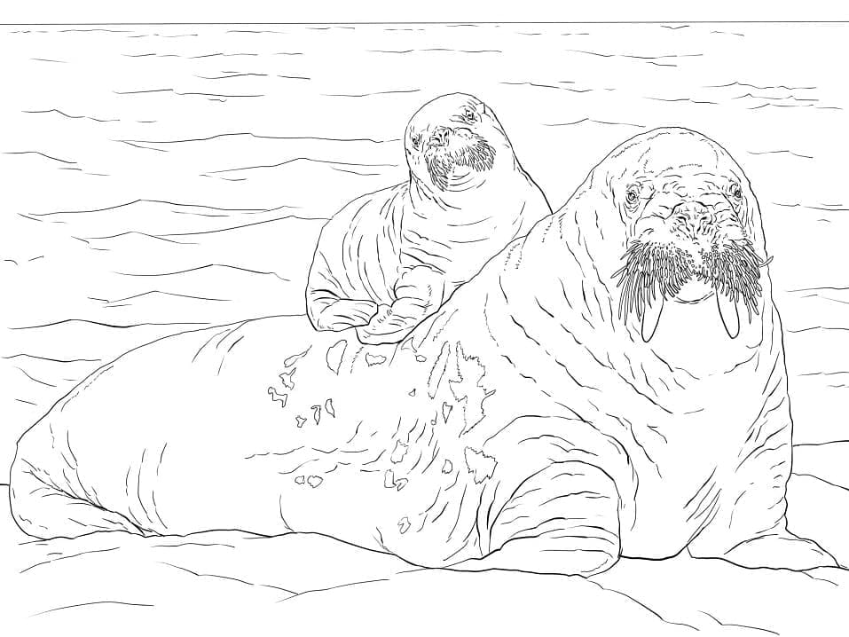 Joli coloriage Morse #208663 de la collection Animaux, prêt à imprimer pour petits et grands