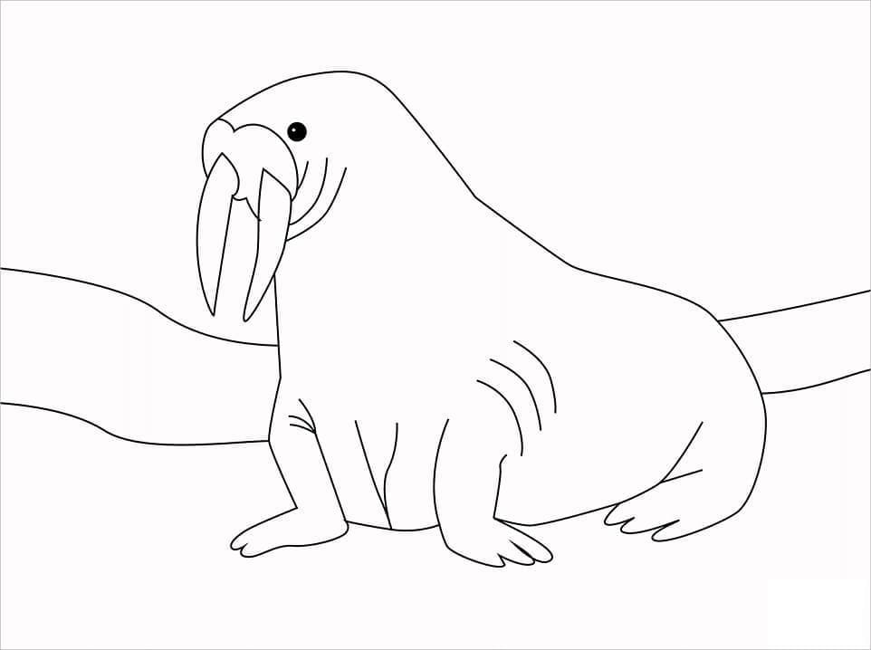 Coloriage gratuit Morse #208692 de la collection Animaux à imprimer