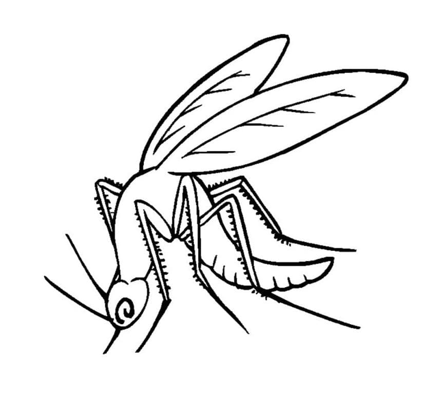 Dessin à colorier: Moustique (Animaux) #207164 - Coloriages à Imprimer Gratuits