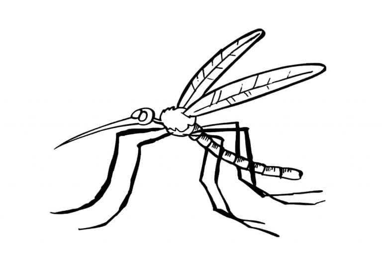 Dessin à colorier: Moustique (Animaux) #207171 - Coloriages à Imprimer Gratuits