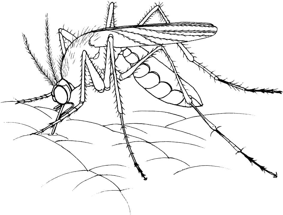 Dessin à colorier: Moustique (Animaux) #207176 - Coloriages à Imprimer Gratuits