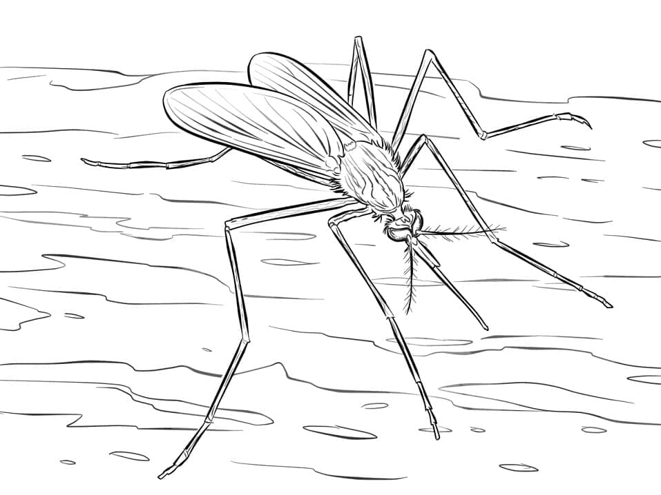 Dessin à colorier: Moustique (Animaux) #207177 - Coloriages à Imprimer Gratuits