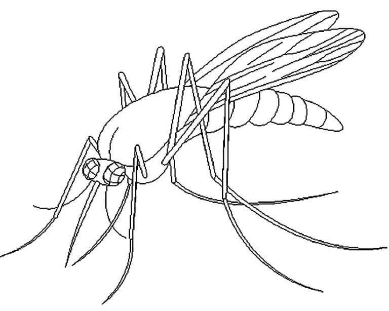 Dessin à colorier: Moustique (Animaux) #207179 - Coloriages à Imprimer Gratuits