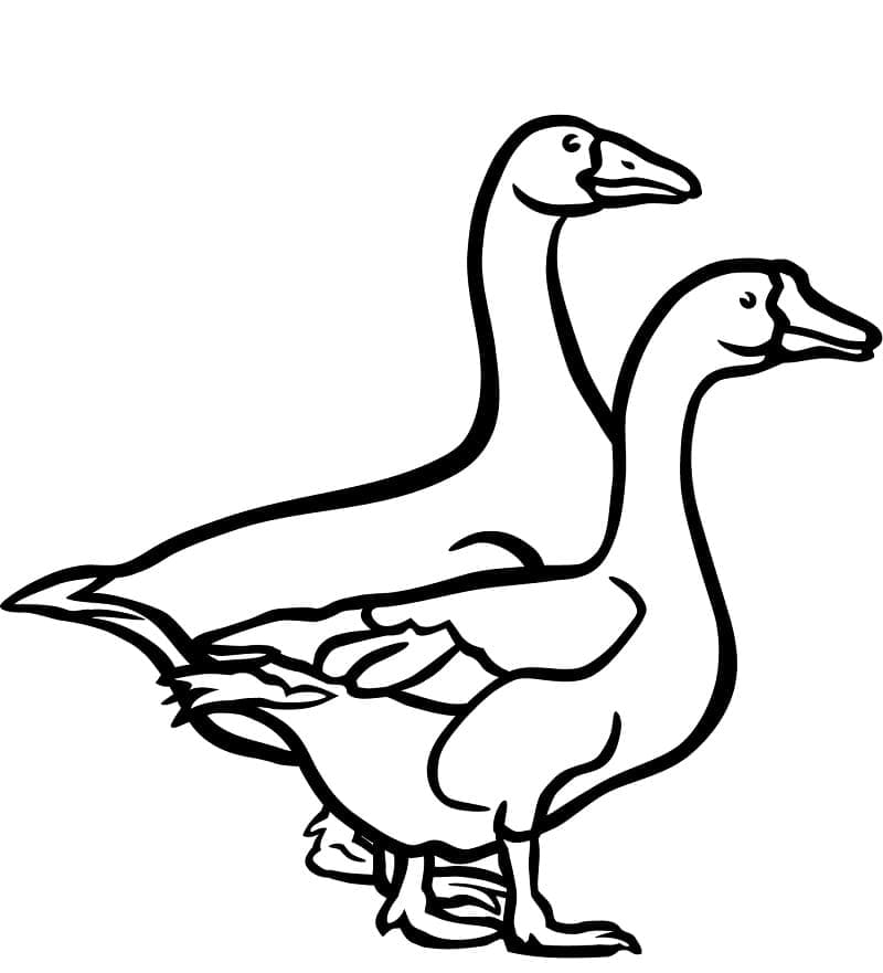 Joli coloriage Oie #188121 de la collection Animaux, prêt à imprimer pour petits et grands