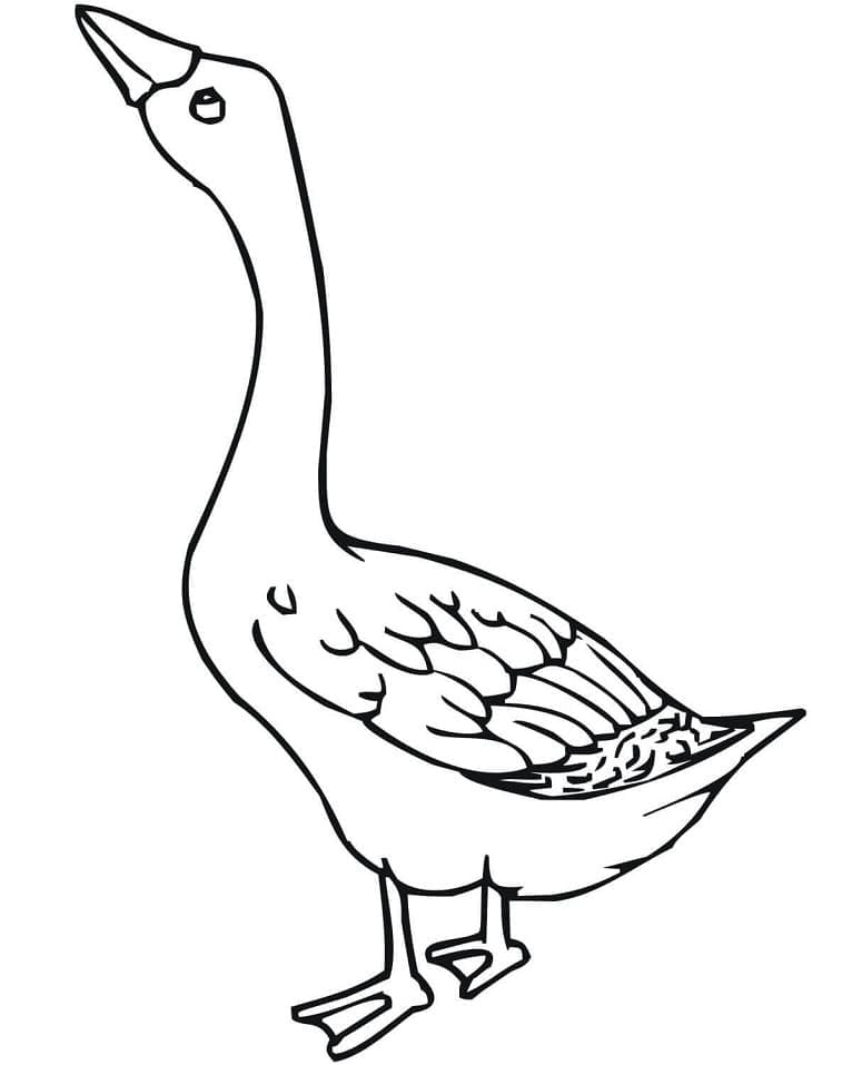 Coloriage Oie #188126 à imprimer gratuitement, extrait de la collection Animaux Coloriage Oie #188126 à imprimer gratuitement, extrait de la collection Animaux