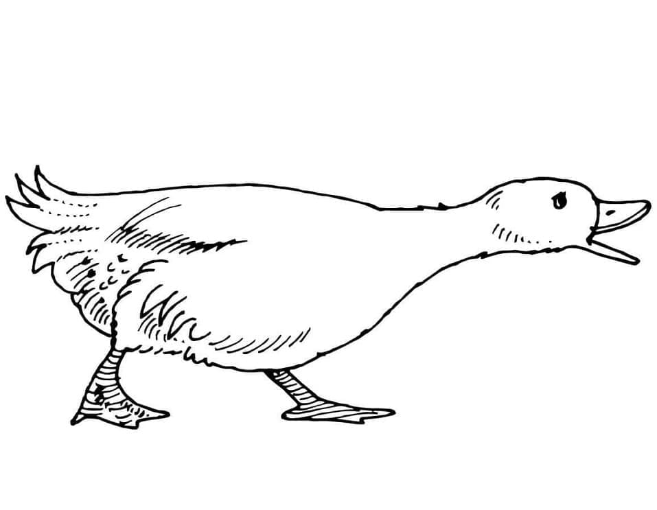 Coloriage gratuit Oie #188138 de la collection Animaux à imprimer