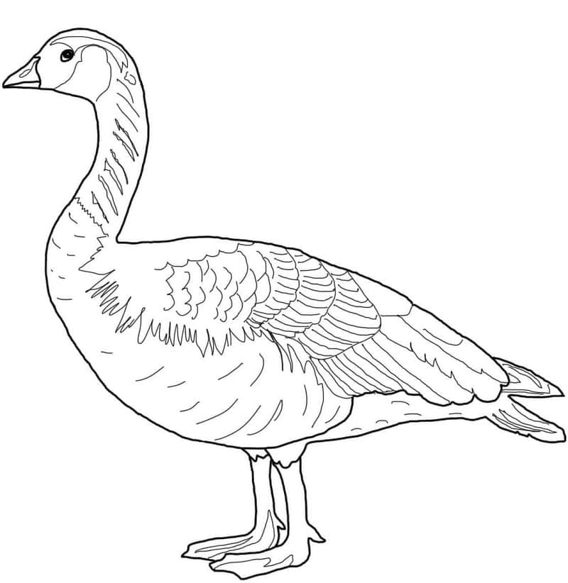 Coloriage gratuit Oie #188145 de la collection Animaux à imprimer